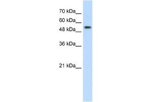 PRPF19 antibody used at 2. (PRP19 抗体)