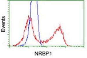 Flow Cytometry (FACS) image for anti-Nuclear Receptor Binding Protein 1 (NRBP1) antibody (ABIN1499829)