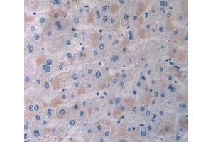 Used in DAB staining on fromalin fixed paraffin- embedded Kidney tissue