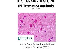 Image no. 1 for anti-Glutamate Receptor, Metabotropic 8 (GRM8) (Extracellular Domain), (N-Term) antibody (ABIN1735284) (GRM8 抗体  (Extracellular Domain, N-Term))