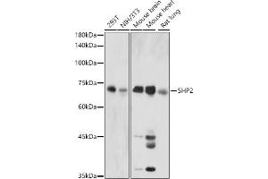 Western Blotting (WB) image for anti-Protein tyrosine Phosphatase, Non-Receptor Type 11 (PTPN11) (AA 514-593) antibody (ABIN3016707)