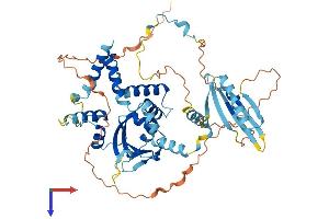 FAM48A/P38IP Protein (AA 1-530) (His tag)