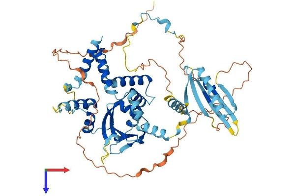 FAM48A/P38IP Protein (AA 1-530) (His tag)