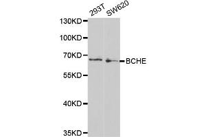 Western blot analysis of extracts of various cell lines, using BCHE antibody (ABIN5970682) at 1/1000 dilution. (Butyrylcholinesterase 抗体)
