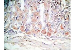 Mouse stomach tissue was stained by Rabbit Anti-Orexin A (16-33) (H) Antibody (Orexin A 抗体  (amidated))