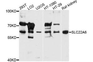 Western blot analysis of extracts of various cells,using SLC22A6 antibody.