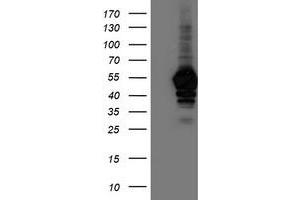 Western Blotting (WB) image for anti-N-Acyl Phosphatidylethanolamine phospholipase D (NAPEPLD) antibody (ABIN1499644) (NAPEPLD 抗体)