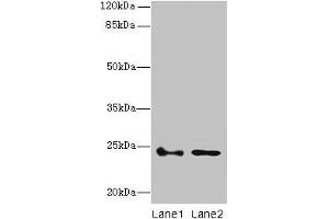 Western blot All lanes: RHOF antibody at 3 μg/mL Lane 1: Colo320 whole cell lysate Lane 2: RAW264. (RhoF 抗体  (AA 1-170))