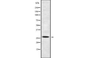 Western blot analysis of BSX using HuvEc whole cell lysates (BSX 抗体  (C-Term))