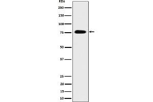 Western blot analysis of CRTC3 expression in 293 cell lysate. (Recombinant CRTC3 抗体)