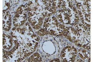 ABIN6268681 at 1/100 staining Mouse testis tissue by IHC-P. (SIRT3 抗体  (C-Term))
