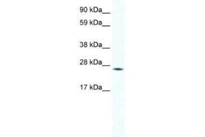Western Blotting (WB) image for anti-Homeobox B7 (HOXB7) antibody (ABIN2461469) (HOXB7 抗体)