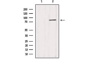Western blot analysis of extracts from HepG2, using YME1L1 Antibody. (YME1L1 抗体  (C-Term))