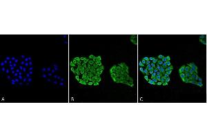 Immunocytochemistry/Immunofluorescence analysis using Mouse Anti-HSP70 Monoclonal Antibody, Clone 3A3 (ABIN361737 and ABIN361738). (HSP70 抗体)