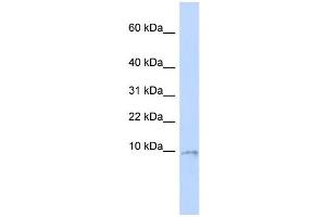WB Suggested Anti-UCRC Antibody Titration:  0. (UQCR10 抗体  (Middle Region))