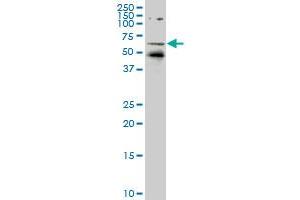 NR1D1 monoclonal antibody (M05), clone 5H6 Western Blot analysis of NR1D1 expression in Hela S3 NE . (NR1D1 抗体  (AA 1-614))