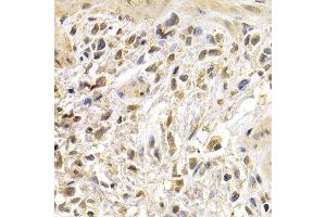 Immunohistochemistry (IHC) image for anti-Jun Proto-Oncogene (JUN) (AA 1-70) antibody (ABIN1513116) (C-JUN 抗体  (AA 1-70))