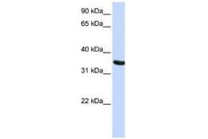 Image no. 1 for anti-Developmental Pluripotency Associated 2 (DPPA2) (AA 36-85) antibody (ABIN6741153) (DPPA2 抗体  (AA 36-85))