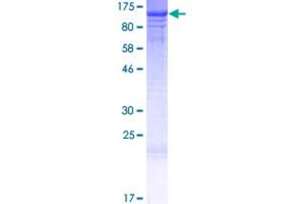 HSPH1 Protein (AA 1-858) (GST tag)