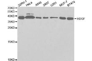 Western Blotting (WB) image for anti-Hepatoma-Derived Growth Factor (HDGF) antibody (ABIN1876535) (HDGF 抗体)