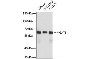 Western blot analysis of extracts of various cell lines using MGAT3 Polyclonal Antibody at dilution of 1:1000. (MGAT3 抗体)