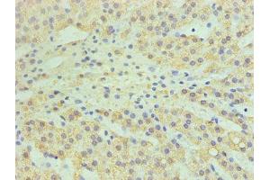 Immunohistochemistry of paraffin-embedded human adrenal gland tissue using ABIN7147608 at dilution of 1:100 (CYP11A1 抗体  (AA 40-521))