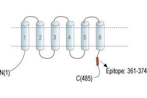 anti-Solute Carrier Family 30, Member 10 (SLC30A10) (AA 361-374), (C-Term), (Intracellular) antibody