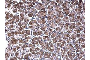 IHC-P Image NDUFV1 antibody [N3C3] detects NDUFV1 protein at cytoplasm on mouse stomach by immunohistochemical analysis. (NDUFV1 抗体  (Center))