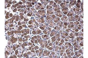 IHC-P Image NDUFV1 antibody [N3C3] detects NDUFV1 protein at cytoplasm on mouse stomach by immunohistochemical analysis. (NDUFV1 抗体  (Center))