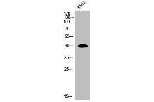 Western Blot analysis of K562 cells using MRP-S35 Polyclonal Antibody