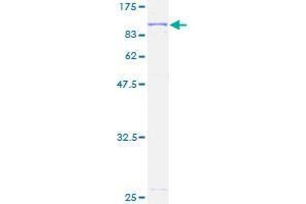 Adenylate Kinase 7 Protein (AK7) (AA 1-656) (GST tag)