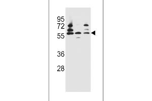 PDP1 Antibody (Center) (ABIN656386 and ABIN2845681) western blot analysis in Jurkat,HepG2,293 cell line lysates (35 μg/lane). (PDP 抗体  (AA 308-336))