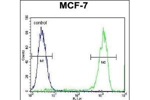 TMEM132E Antibody (C-term) (ABIN655434 and ABIN2844969) flow cytometric analysis of MCF-7 cells (right histogram) compared to a negative control cell (left histogram). (TMEM132E 抗体  (C-Term))
