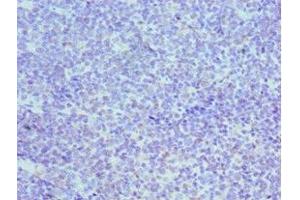 Immunohistochemistry of paraffin-embedded human tonsil tissue using ABIN7150332 at dilution of 1:100