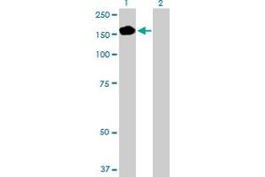 Western Blot analysis of PEX1 expression in transfected 293T cell line by PEX1 MaxPab polyclonal antibody. (PEX1 抗体  (AA 1-1283))
