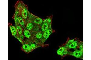Immunofluorescence (IF) image for anti-DEAD (Asp-Glu-Ala-Asp) Box Polypeptide 39B (DDX39B) (AA 1-250) antibody (ABIN5542645)