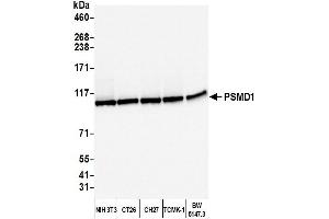 Western Blotting (WB) image for anti-Proteasome (Prosome, Macropain) 26S Subunit, Non-ATPase, 1 (PSMD1) (AA 903-953) antibody (ABIN7453570)