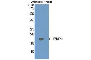Western Blotting (WB) image for anti-Bone Morphogenetic Protein 7 (BMP7) (AA 292-430) antibody (ABIN1858161) (BMP7 抗体  (AA 292-430))