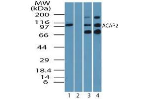 Image no. 2 for anti-ArfGAP with Coiled-Coil, Ankyrin Repeat and PH Domains 2 (ACAP2) (AA 350-400) antibody (ABIN960069) (Centaurin beta 2 抗体  (AA 350-400))