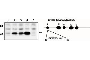 Western Blotting (WB) image for anti-Tumor Protein P53 (TP53) (AA 16-25) antibody (ABIN264401) (p53 抗体  (AA 16-25))