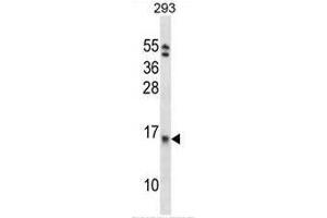 EIF1B Antibody (C-term) western blot analysis in 293 cell line lysates (35µg/lane). (EIF1B 抗体  (C-Term))