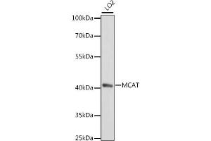 Western blot analysis of extracts of LO2 cells, using MCAT antibody (ABIN7268385) at 1:1000 dilution. (MCAT 抗体  (AA 191-390))
