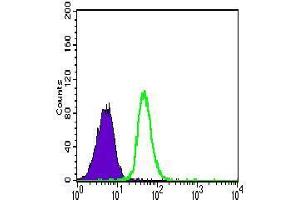 Flow cytometric analysis of Jurkat cells using CDH5 mouse mAb (green) and negative control (purple). (Cadherin 5 抗体  (AA 29-223))
