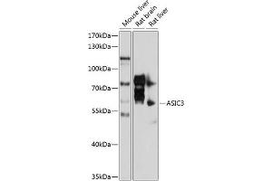 Western blot analysis of extracts of various cell lines, using  antibody (ABIN6129940, ABIN6137191, ABIN6137192 and ABIN6214455) at 1:1000 dilution. (ASIC3 抗体  (AA 62-320))