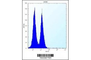 ICOS antibody flow cytometric analysis of Jurkat cells (right histogram) compared to a negative control (left histogram). (ICOS 抗体  (AA 156-185))