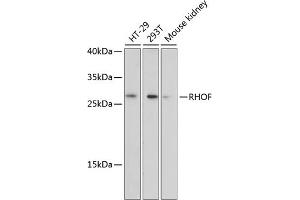 Western blot analysis of extracts of various cell lines, using RHOF antibody (ABIN6131013, ABIN6146940, ABIN6146941 and ABIN6220763) at 1:3000 dilution. (RhoF 抗体  (AA 40-120))