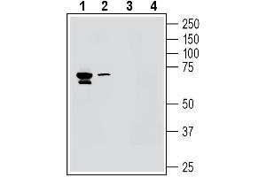 Western blot analysis of rat brain membranes (lanes 1 and 3) and mouse brain membranes (lanes 2 and 4):1-2.