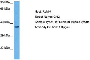 Host:  Rabbit  Target Name:  GJD2  Sample Tissue:  Rat Skeletal Muscle  Antibody Dilution:  1ug/ml