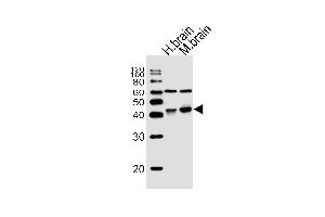 Western blot analysis of lysates from human brain, mouse brain tissue (from left to right), using WNT16 Antibody at 1:1000 at each lane. (WNT16 抗体  (C-Term))