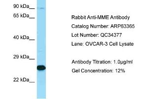 Western Blotting (WB) image for anti-Membrane Metallo-Endopeptidase (MME) (C-Term) antibody (ABIN971147) (MME 抗体  (C-Term))